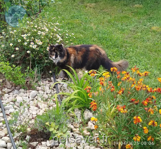 kat vermist 13770 Venelles Yuka kat lost 13770 Venelles Yuka