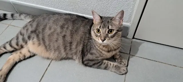 chatte lost   13140 Miramas YUNA