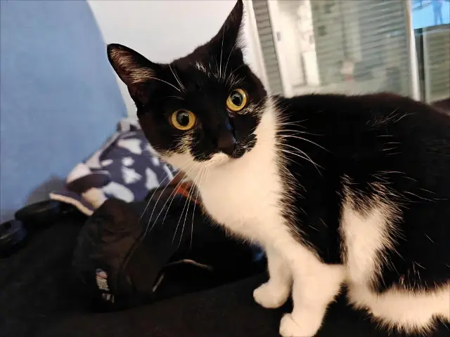 chatte lost   13240 Septèmes-les-Vallons Zelda