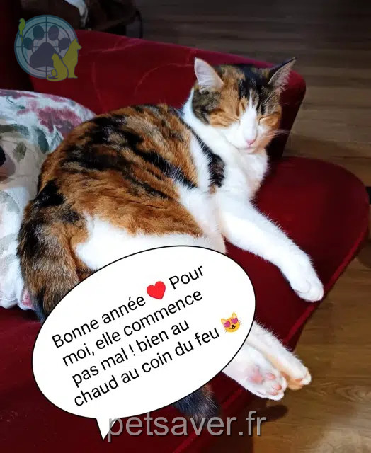 chatte lost   13180 Gignac-la-Nerthe Zora