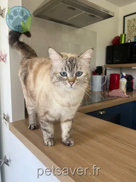chatte lost 13360 Roquevaire Zéphie