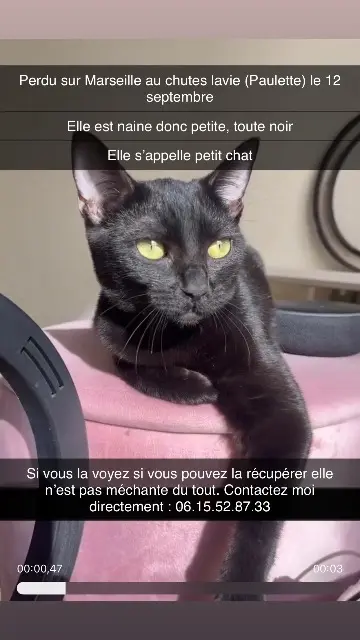 chatte perdue Marseille Petitchat chatte lost Marseille Petitchat