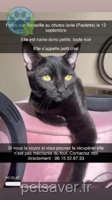 Katze vermisst Marseille Petitchat Katze lost Marseille Petitchat
