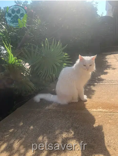 chatte perdue 13600 La Ciotat Caline chatte lost 13600 La Ciotat Caline