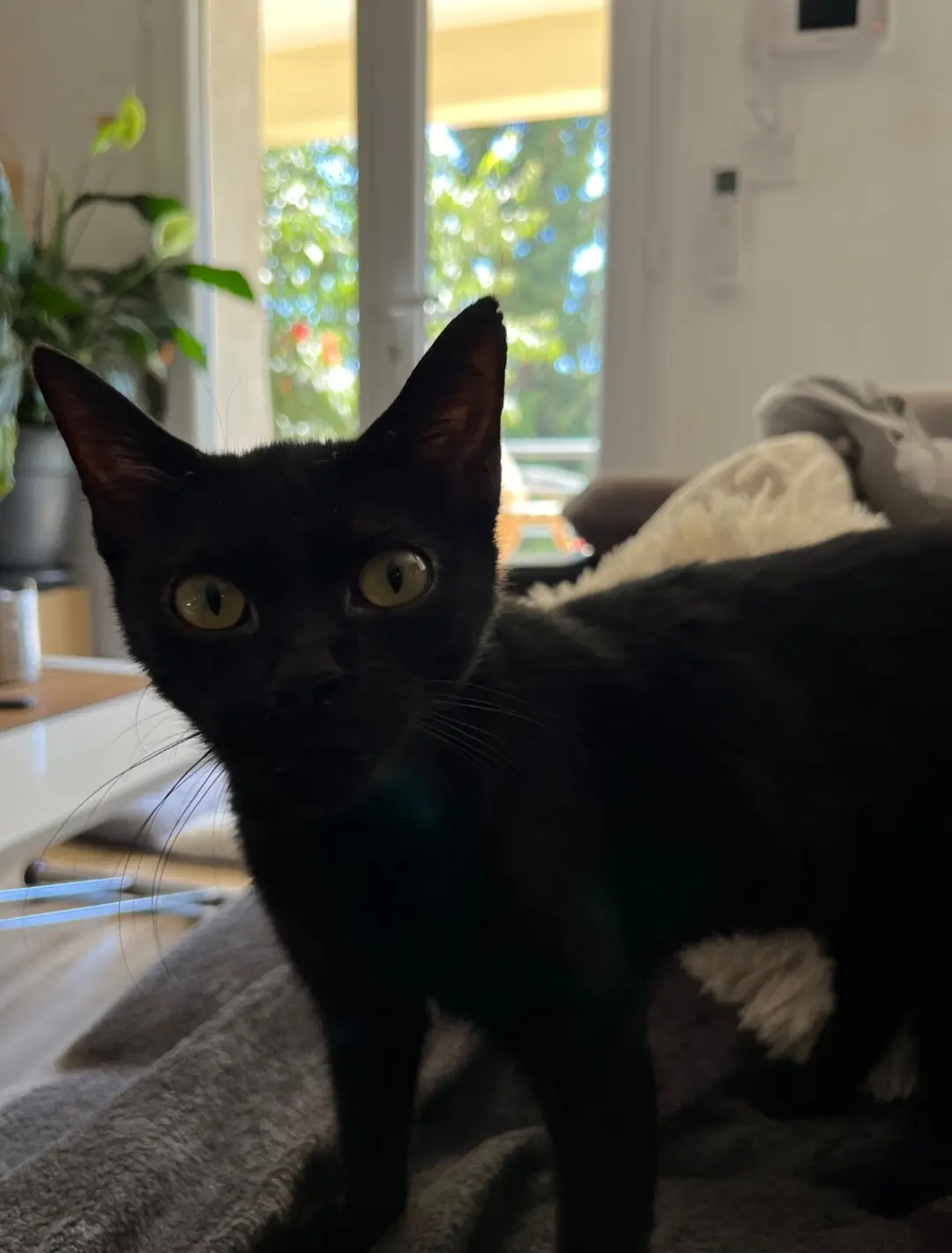 Chatte Perdue 36 Indre - Jeannette Chatte Perdue 36 Indre - Jeannette