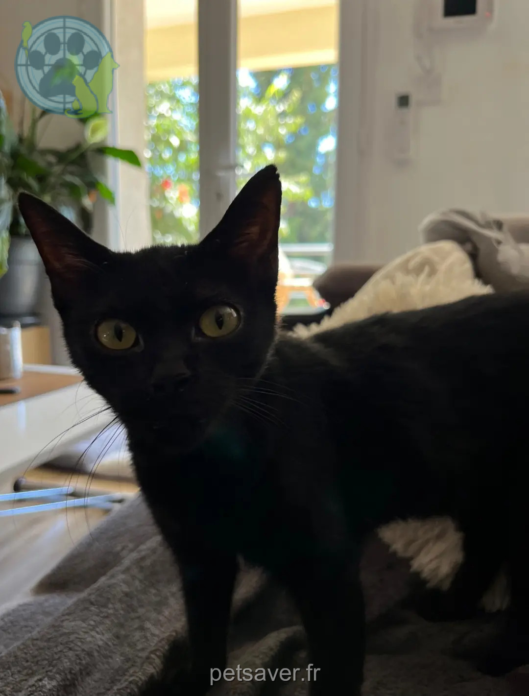 Chatte Perdue 36 Indre - Jeannette Chatte Perdue 36 Indre - Jeannette