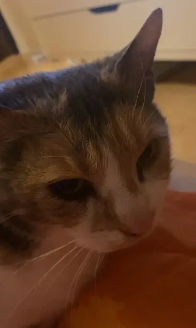 chatte lost   14123 Fleury-sur-Orne Bebe chat