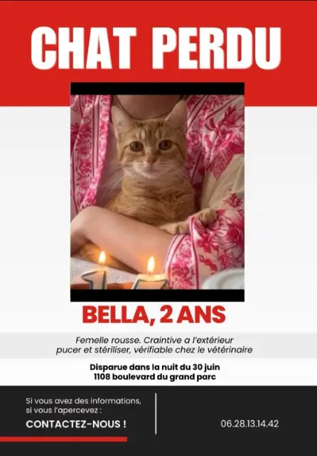 chatte lost   14200 Hérouville-Saint-Clair Bella