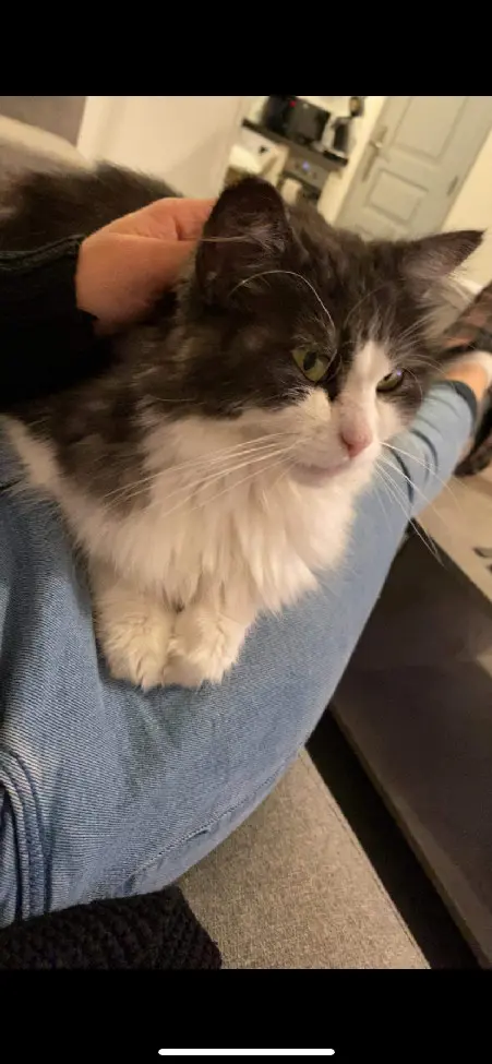 Chatte Perdue 14 Calvados Belle Vie en Auge - Oli Chatte Perdue 14 Calvados Belle Vie en Auge - Oli