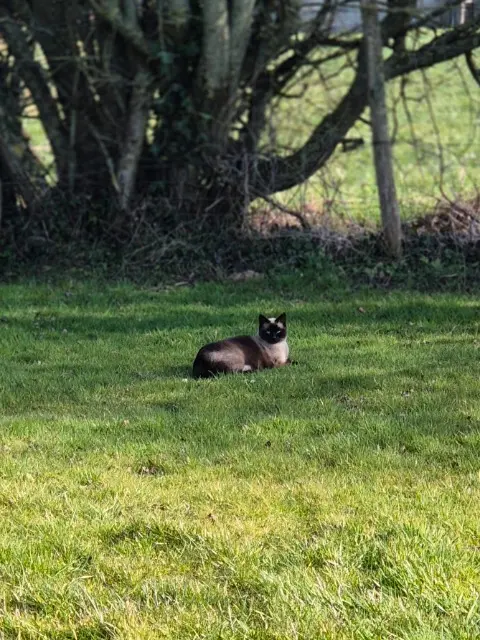 chatte lost   14250 Lingèvres Biskitte
