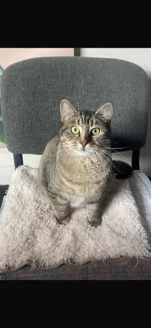 chatte lost   14200 Hérouville-Saint-Clair Borgia