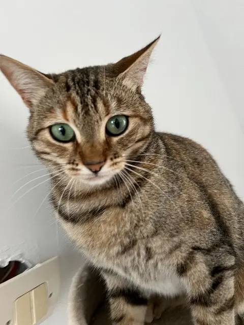 chatte lost   14150 Ouistreham Boubou