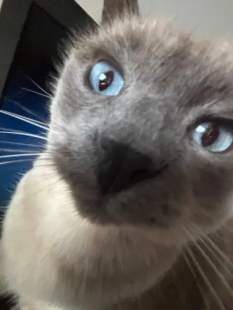 chatte lost   14000 Caen Alaska