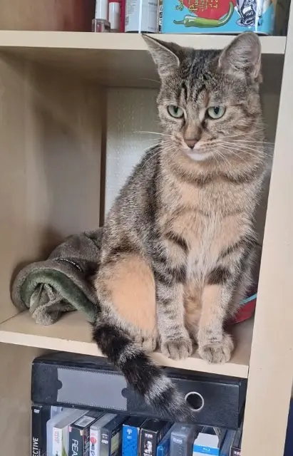 chatte lost   14000 Caen Azel