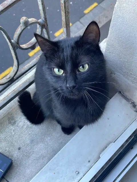 chatte lost   14000 Caen Bagheera