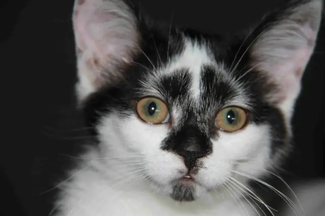 chatte lost   14000 Caen Dhalia