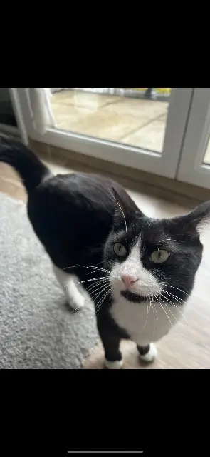 chatte lost   14000 Caen Freya