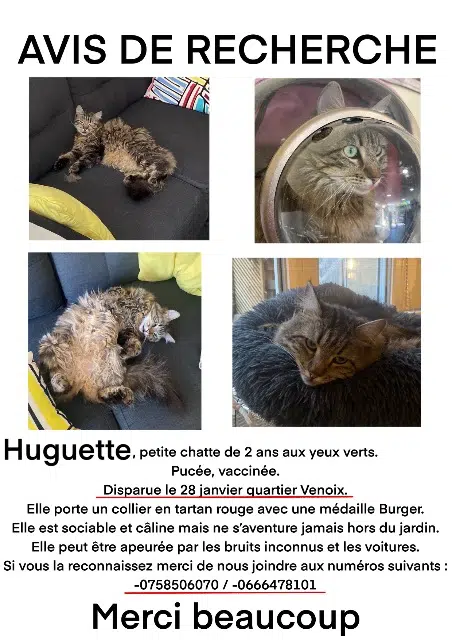chatte lost   14000 Caen Huguette
