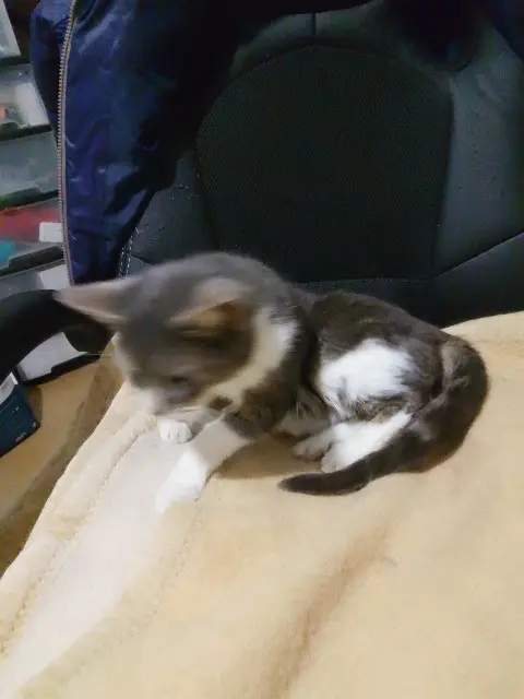 chatte lost   14000 Caen Kiki