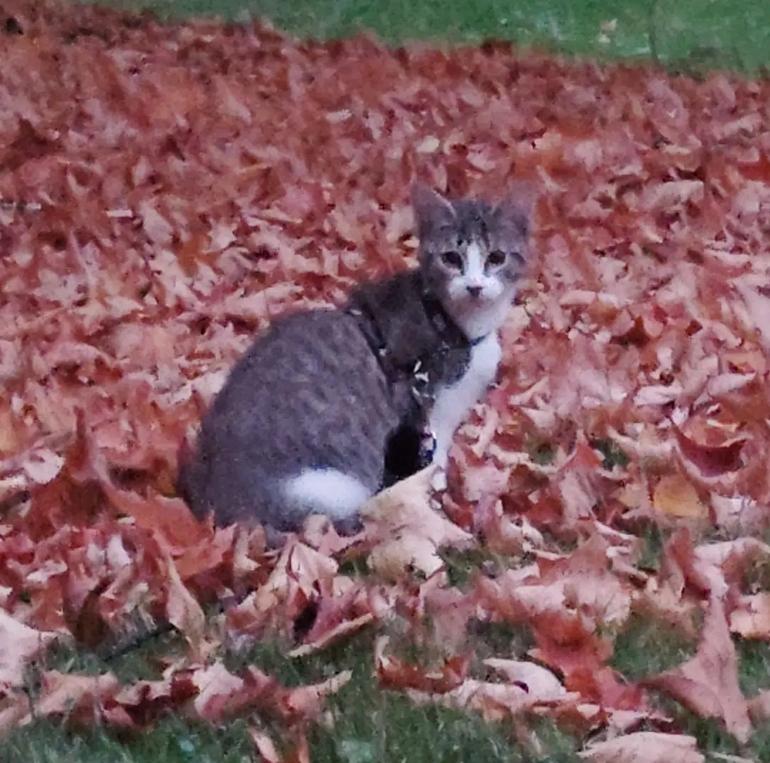 chatte lost   14000 Caen Leïla