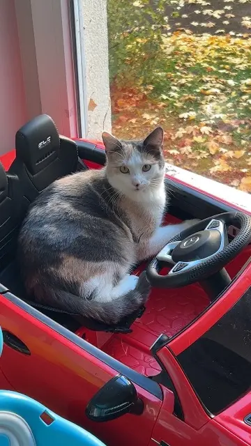 chatte lost   14000 Caen Maki