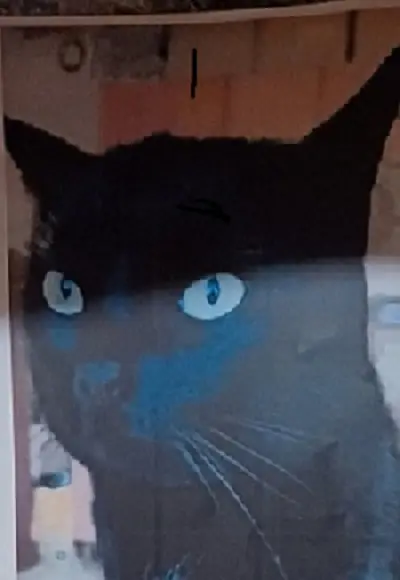 chatte lost   14000 Caen mimie