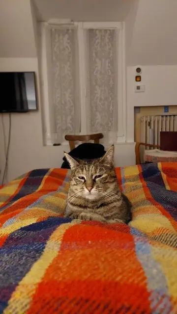 chatte lost   14000 Caen Mounette