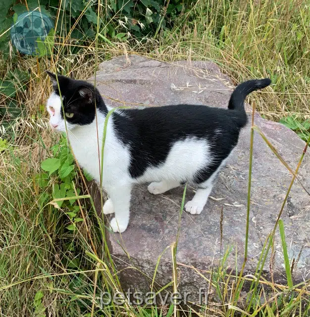 chatte lost   14000 Caen Nami