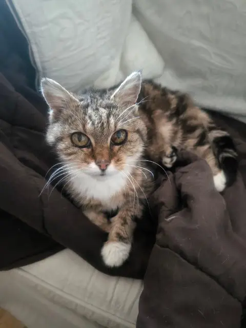 chatte lost   14000 Caen Pikachu