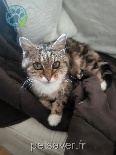 Katze vermisst 14000 Caen Pikachu Katze lost 14000 Caen Pikachu