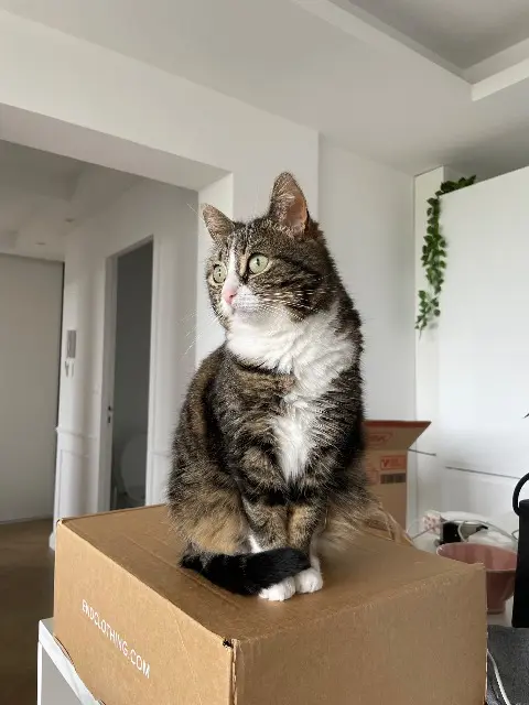 chatte lost   14000 Caen Prune