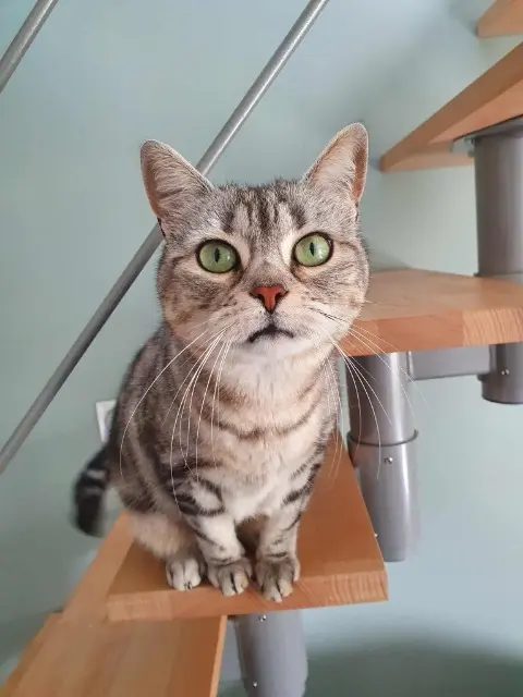 chatte lost   14000 Caen Ruby