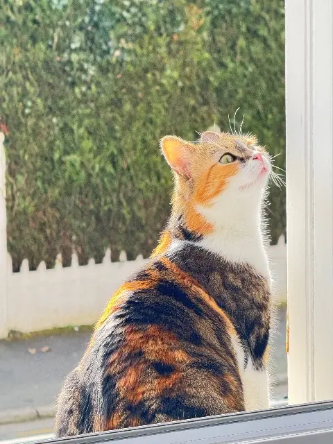 cat lost   14000 Caen Sakura