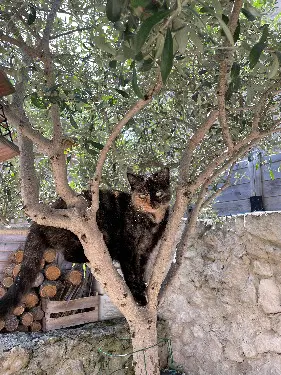 Chatte Perdue 14 Calvados Caen - Scratch Chatte Perdue 14 Calvados Caen - Scratch