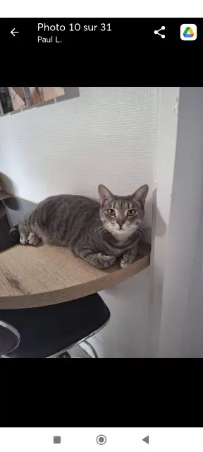 chatte lost   14000 Caen Spetzi