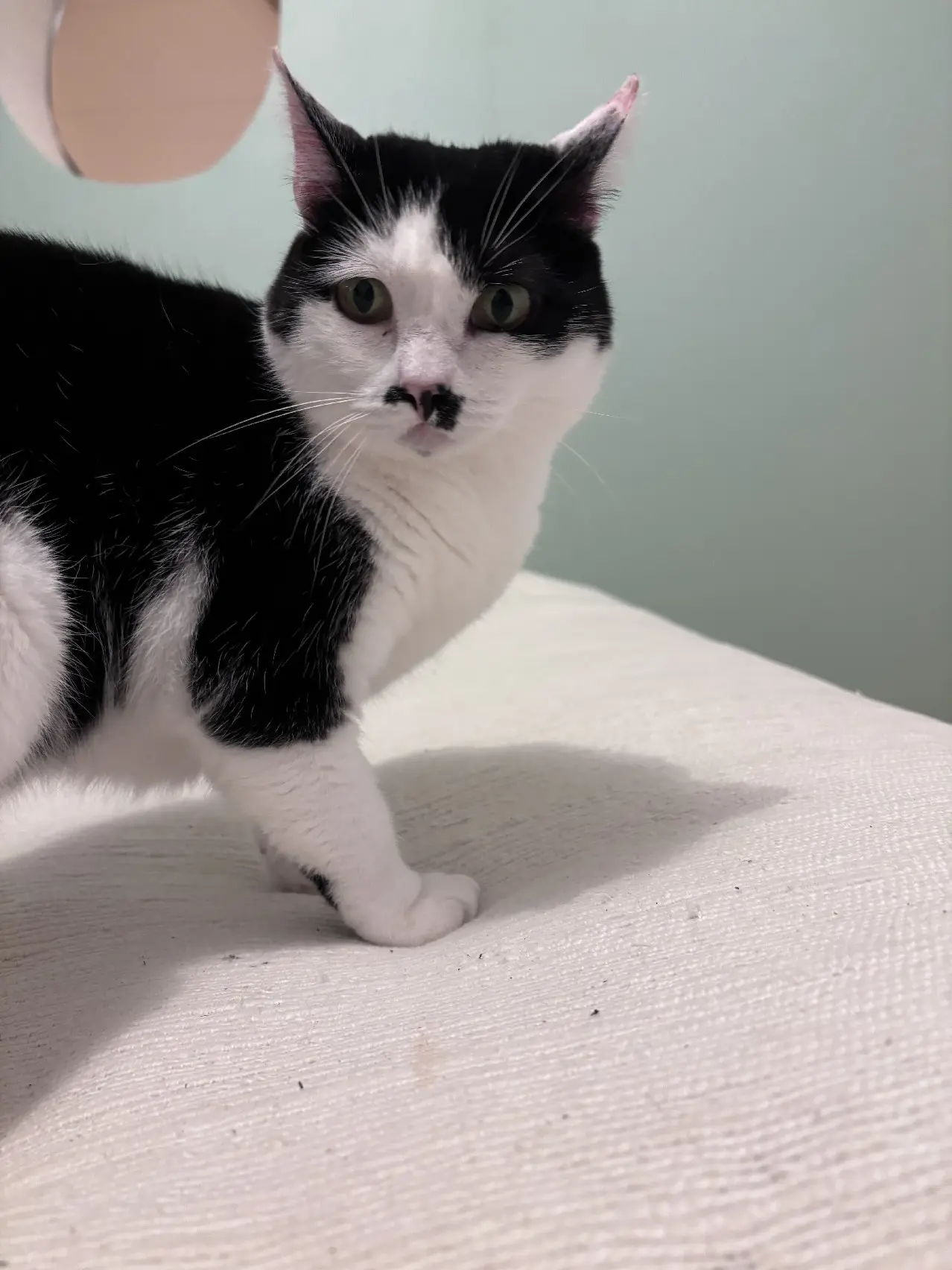 Chatte Perdue 14 Calvados Caen Chatte Perdue 14 Calvados Caen