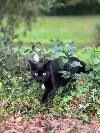 Chatte Perdue 14 Calvados - Cambouis