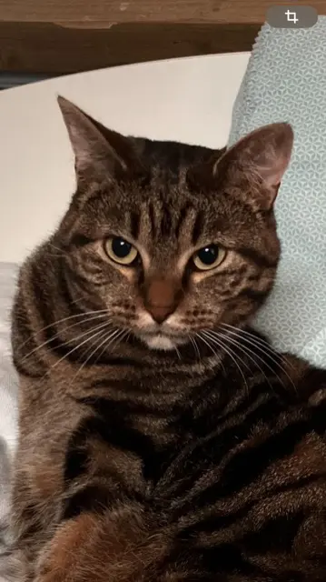 chatte lost   14400 Bayeux Capucine