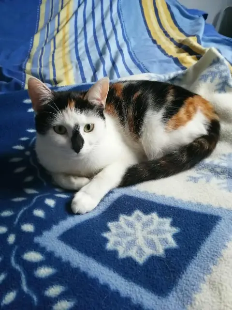 chatte lost   14540 Castine-en-Plaine Bella