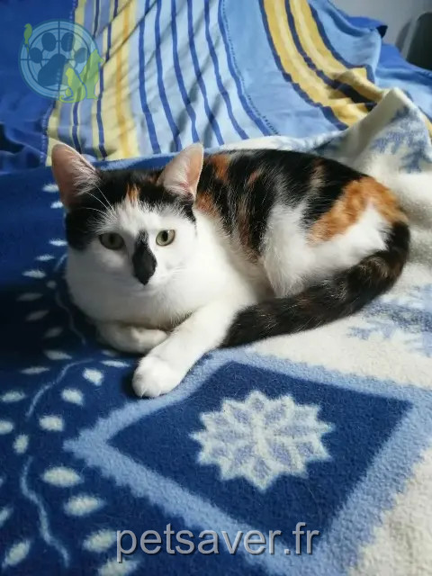 chatte perdue 14540 Castine-en-Plaine Bella chatte lost 14540 Castine-en-Plaine Bella