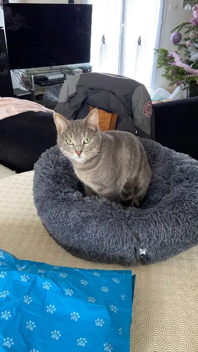 Chatte Perdue 14 Calvados Cesny-les-Sources - Holly Chatte Perdue 14 Calvados Cesny-les-Sources - Holly
