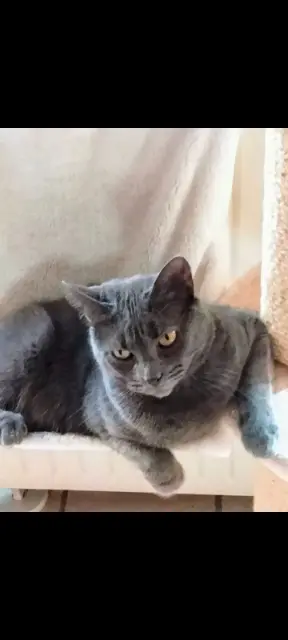 chatte lost   14220 Cesny-les-Sources Pepper