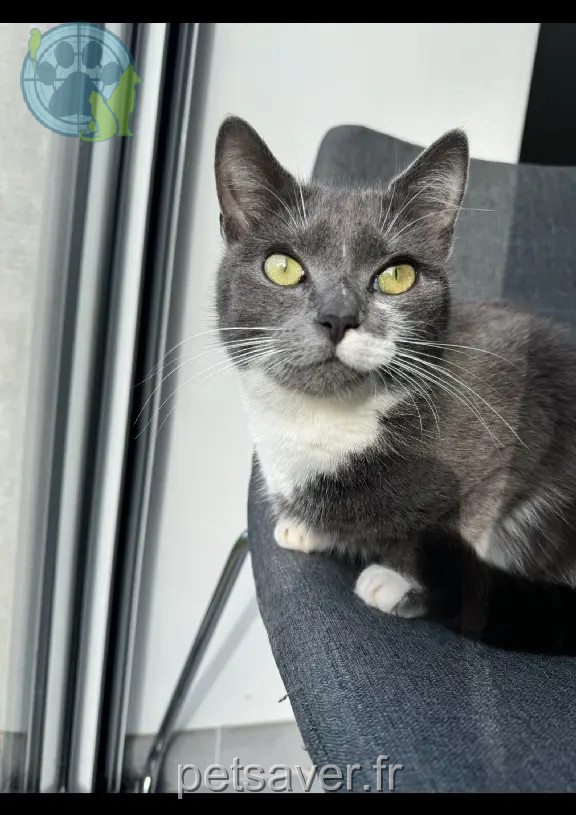 Chatte Perdue 14 Calvados Cesny-les-Sources - Selfy Chatte Perdue 14 Calvados Cesny-les-Sources - Selfy