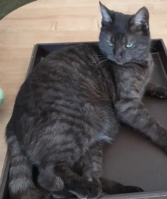 chatte lost   14930 Vieux Chatnel