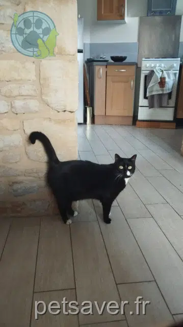 chatte lost   14200 Hérouville-Saint-Clair Cocaïne
