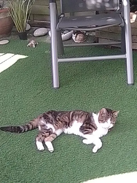 chatte lost   14490 Litteau Coline