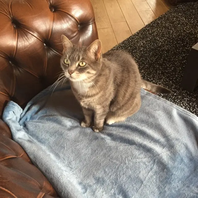 chatte lost   14600 La Rivière-Saint-Sauveur Cookie