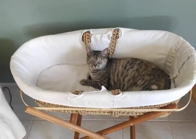 chatte lost   14480 Creully sur Seulles Tess