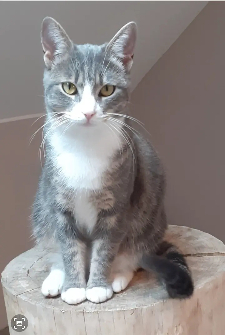 Chatte Perdue 14 Calvados Creully sur Seulles Chatte Perdue 14 Calvados Creully sur Seulles