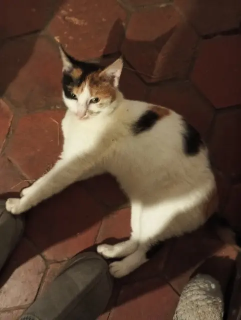 chatte lost   14430 Cresseveuille Crevette